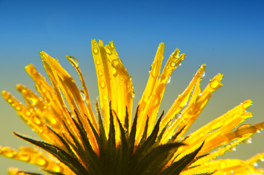 Yellow flower