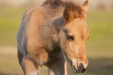 Fototapeta premium Portrait d'un poulain de race Henson âgé de 5 jours