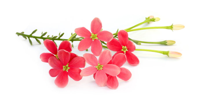 Rangoon creeper or Quisqualis Indica