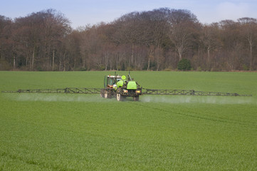 Tracteur pulv&eacute;risant du d&eacute;sherbant sur un champ de bl&eacute;