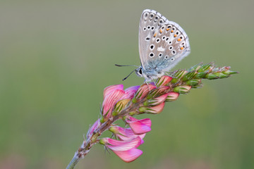 Bläuling auf rosa Blüte