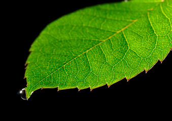 dew drop on green leaf isolated on black