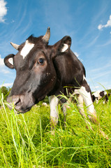 cow