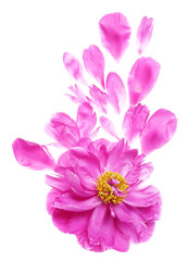 Obraz premium peony flowers and petals