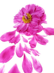 peony flower and petals © Vera Kuttelvaserova