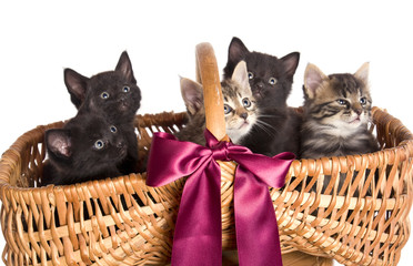 portée de 5 chatons noirs dans un panier d'osier