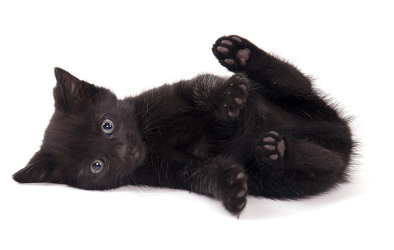 chaton noir isol&eacute; sur fond blanc
