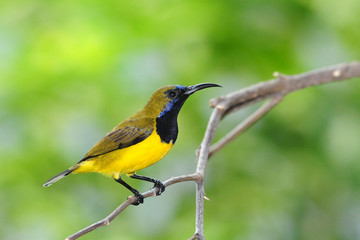 Male Sunbird On A Branch