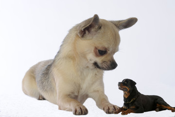 chihuahua géant et rottweiler nain