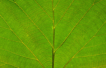 Leaf closeup