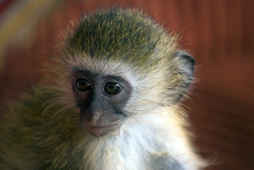 Sykes' monkey, Stone Town, Zanzibar, Tanzania