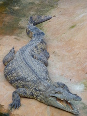 crocodile 9