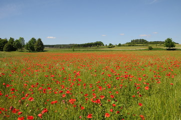 Frühlings mohn