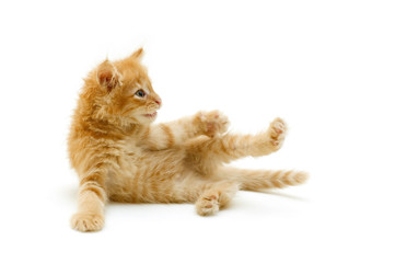 kitten red funny playful