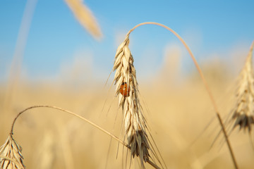 Fototapeta na wymiar Gold wheat