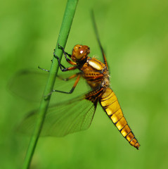 Dragonfly
