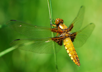 Dragonfly