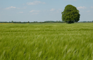 Baum in einem Getreidefeld