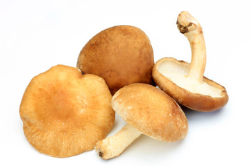 shiitake