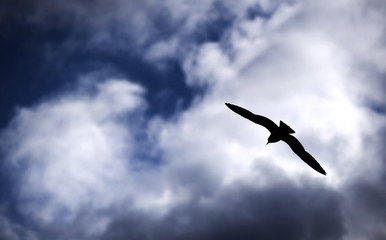 Möwe