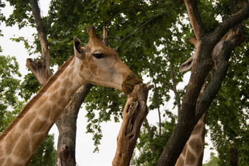 Giraffes