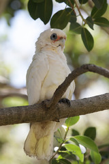 Nacktaugenkakadu (Cacatua sanguinea)