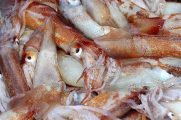 totena mediterranean squid seafood market