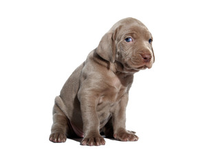 Weimaraner Welpe I