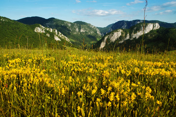 Landscape with yellow flowers and blue sky