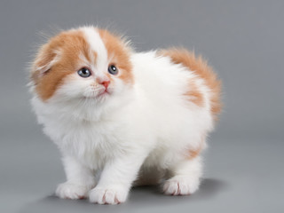 Kitten scottish fold breed