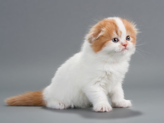 Kitten scottish fold breed