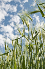 Naklejka premium Barley crop plants on field