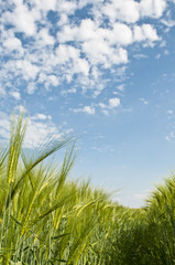 Agriculture fresh barley field