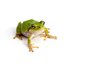 Naklejka premium 雨蛙