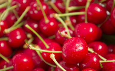 Freshly picked cherries