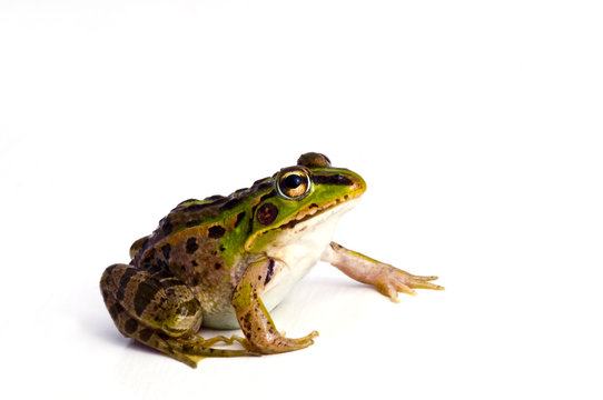 トノサマガエル