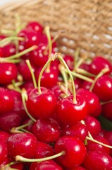 Basket of freshly picked cherries