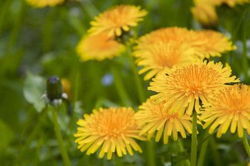 Naklejka premium soffione