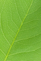 green leaf texture