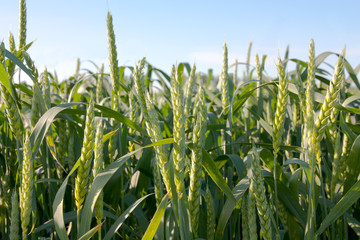 Fototapeta premium yield