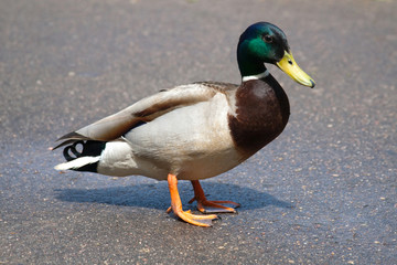 Beautiful colorful duck
