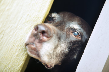 Dog in captivity