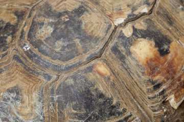 carapace tortue