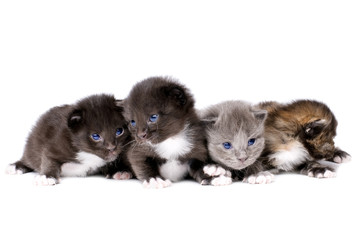 Fototapeta na wymiar puszyste małe kocięta