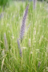 Pink purple grass spike on a green meadow