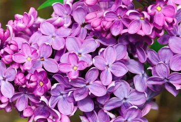 Plexiglas schilderij Sering Mooie Lila  © Horten