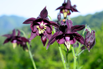 fiori della Valsassina