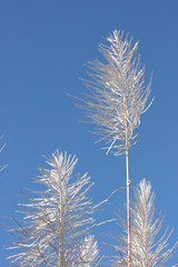 cane à sucre en fleur