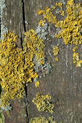 Gewöhnliche Gelbflechte,  Xanthoria parietina, auf einem Brett