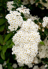 Bl&uuml;ten des Pracht-Spierstrauchs, Spiraea x vanhouttei